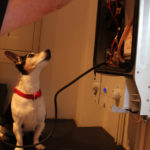 Power Plumbing in action, accompanied by Rory the Jack Russell