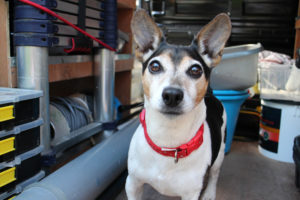 Rory the Jack Russell - Power Plumbing's very own mascot